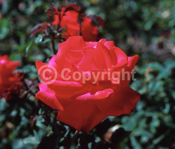 Red blooms; Deciduous; Broadleaf