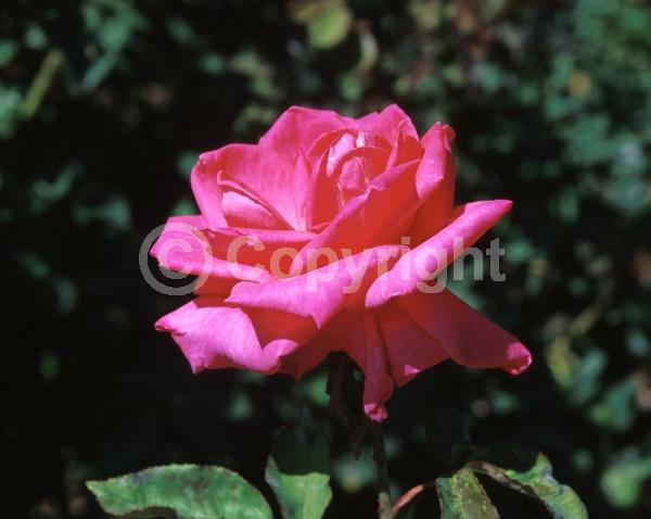 Pink blooms; Deciduous; Broadleaf