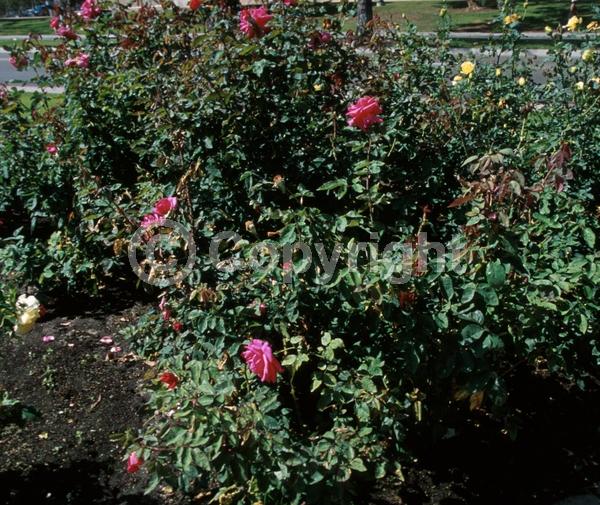 Pink blooms; Deciduous; Broadleaf