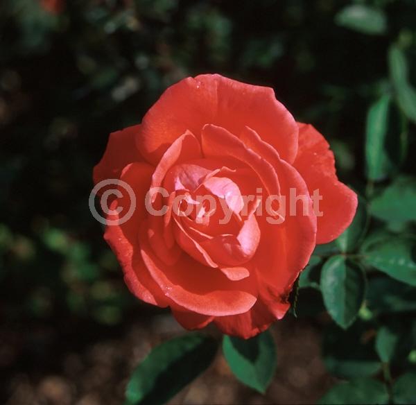 Orange blooms; Salmon blooms; Deciduous; Broadleaf