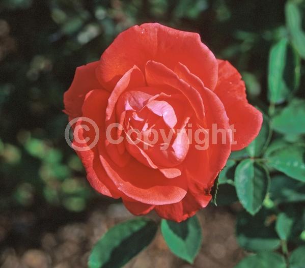 Orange blooms; Salmon blooms; Deciduous; Broadleaf