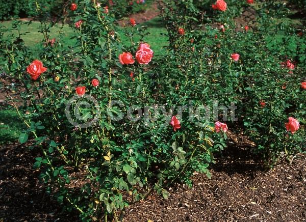 Orange blooms; Salmon blooms; Deciduous; Broadleaf