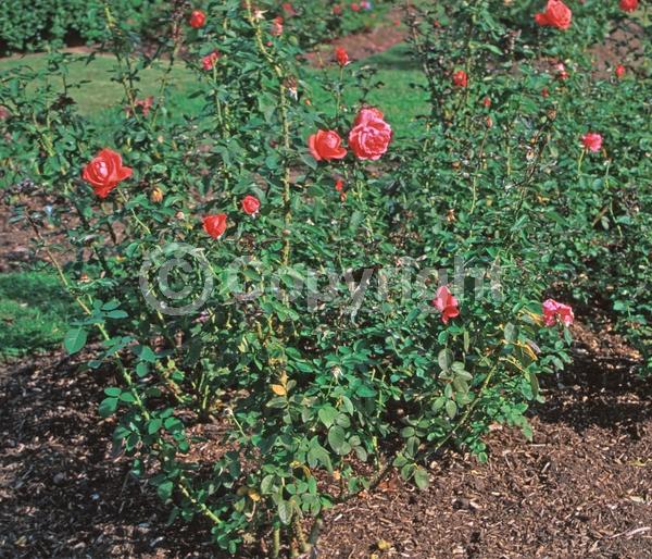 Orange blooms; Salmon blooms; Deciduous; Broadleaf