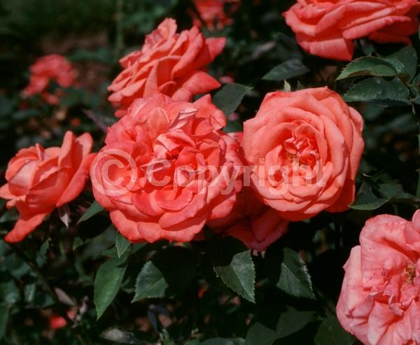 Orange blooms; Salmon blooms; Deciduous; Broadleaf