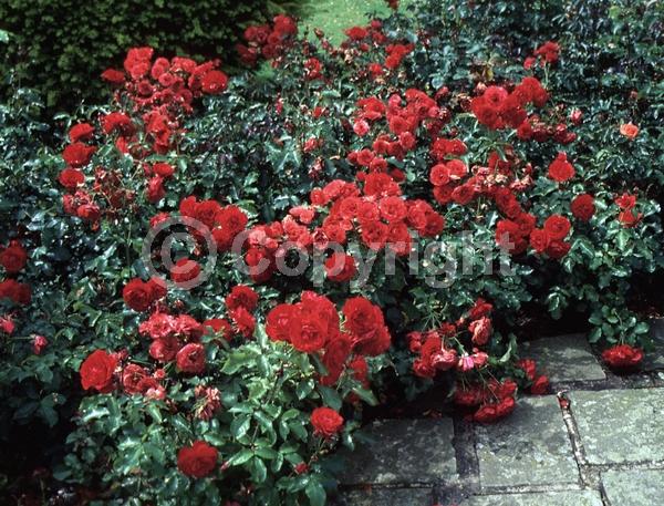 Red blooms; Deciduous; Broadleaf