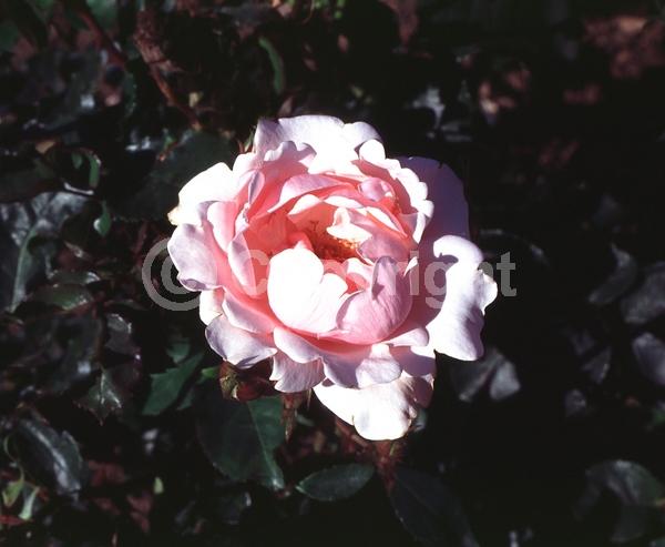 Pink blooms; Deciduous; Broadleaf