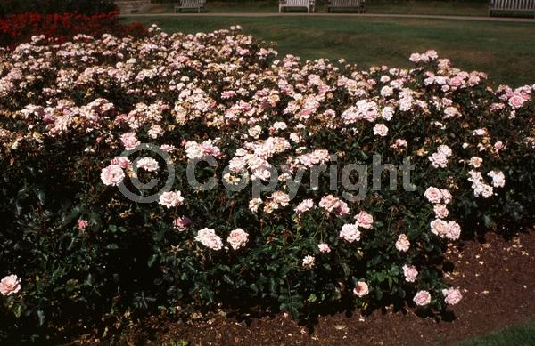 Pink blooms; Deciduous; Broadleaf