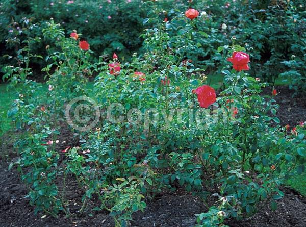 Red blooms; Orange blooms; Yellow blooms; Deciduous; Broadleaf