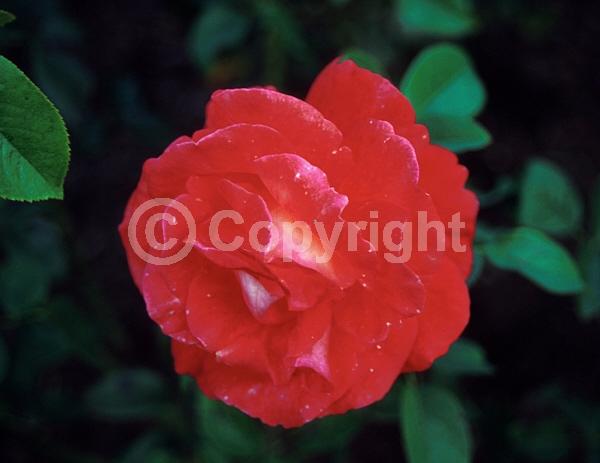 Red blooms; Orange blooms; Yellow blooms; Deciduous; Broadleaf