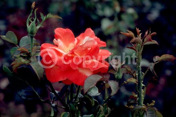 Red blooms; Orange blooms; Yellow blooms; Deciduous; Broadleaf