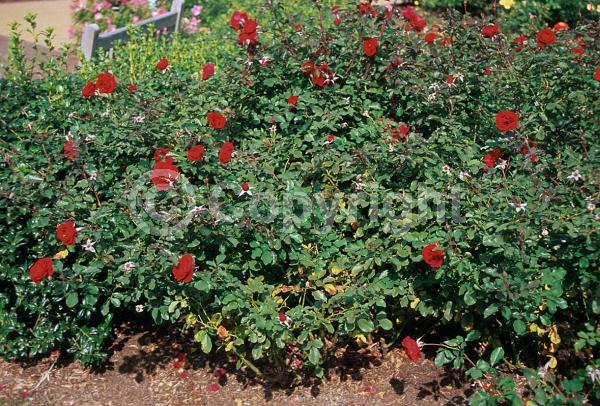 Red blooms; Deciduous; Broadleaf