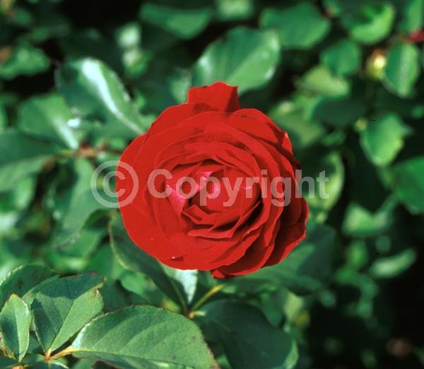 Red blooms; Deciduous; Broadleaf