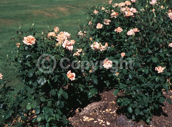 Orange blooms; Salmon blooms; Deciduous; Broadleaf