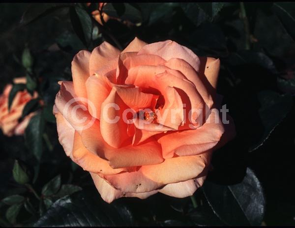 Orange blooms; Salmon blooms; Deciduous; Broadleaf