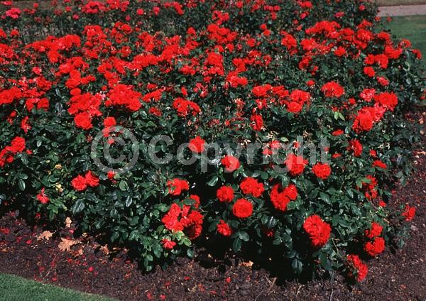 Red blooms; Deciduous; Broadleaf