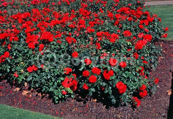 Red blooms; Deciduous; Broadleaf