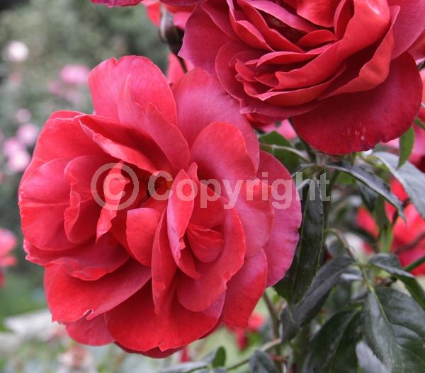 Pink blooms; Rust or bronze blooms; Deciduous