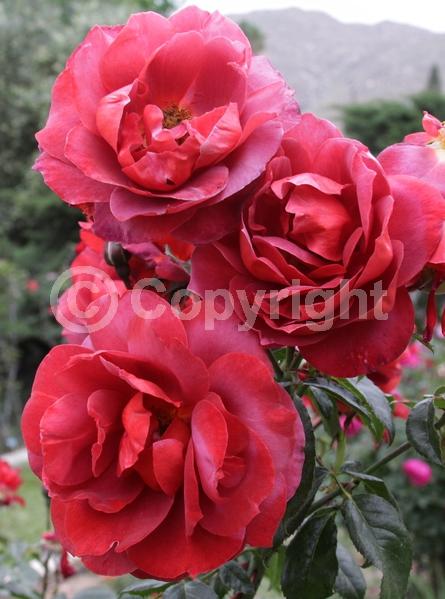 Pink blooms; Rust or bronze blooms; Deciduous