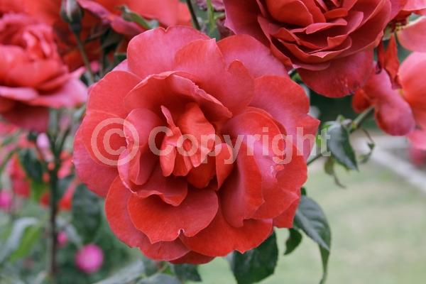 Pink blooms; Rust or bronze blooms; Deciduous