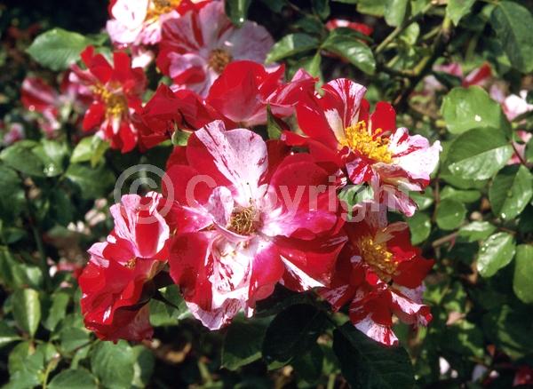 Red blooms; White blooms; Deciduous