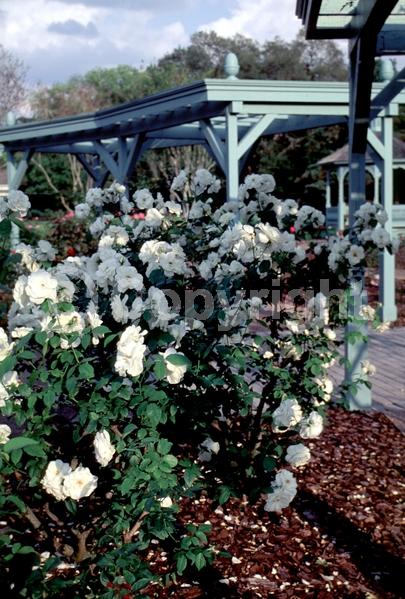 White blooms; Pink blooms; Deciduous; Broadleaf