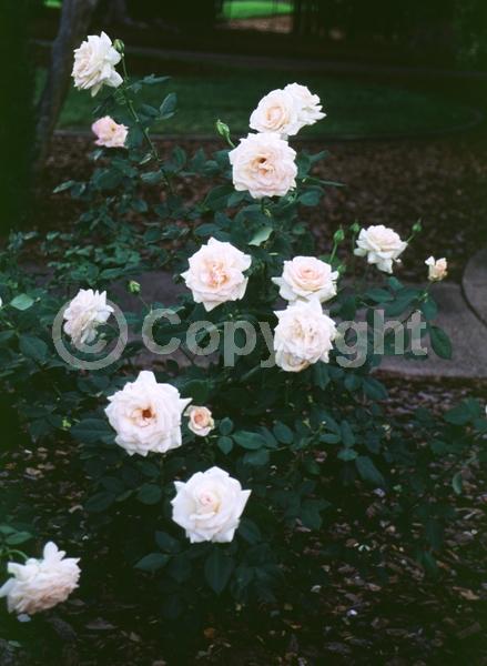 White blooms; Pink blooms; Deciduous; Broadleaf