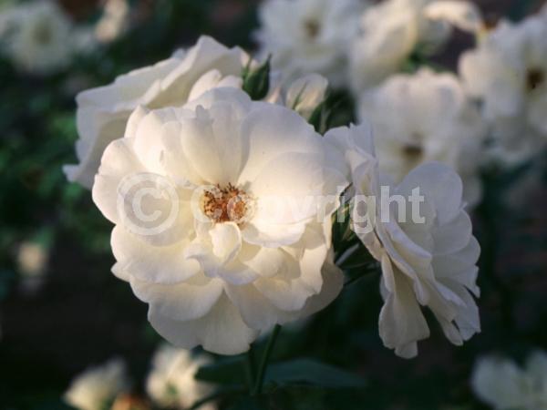White blooms; Deciduous; Broadleaf