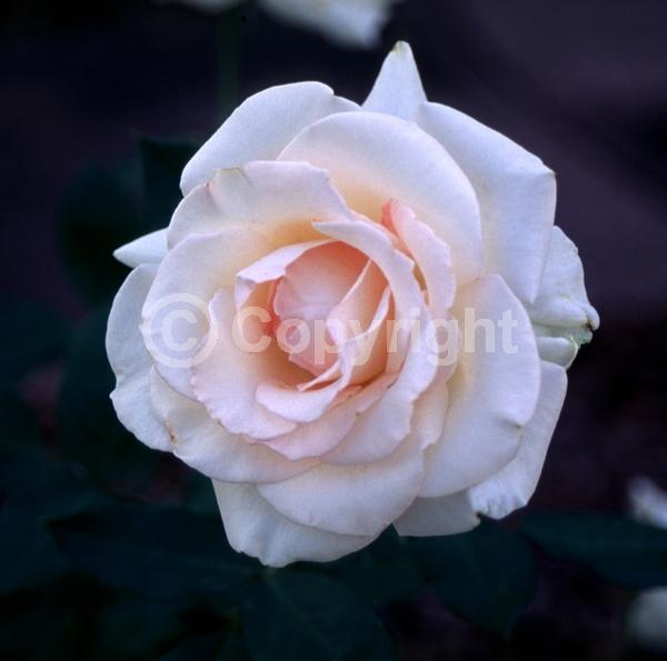 White blooms; Pink blooms; Deciduous; Broadleaf