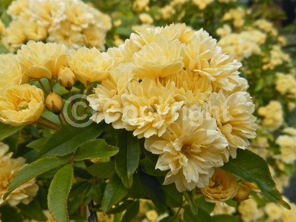 Yellow blooms; White blooms; Evergreen