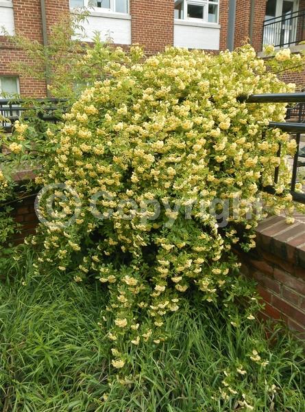 Yellow blooms; White blooms; Evergreen