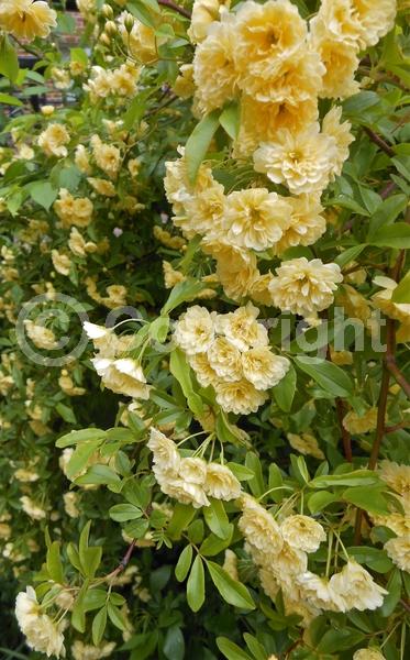 Yellow blooms; White blooms; Evergreen