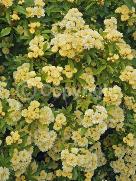 Yellow blooms; White blooms; Evergreen