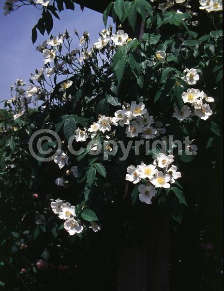 White blooms; Deciduous