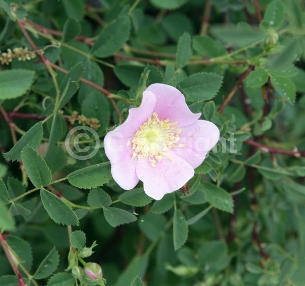 Pink blooms; Deciduous; North American Native