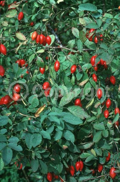 White blooms; Pink blooms; Deciduous