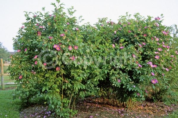 North American Native