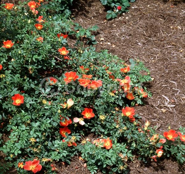 Orange blooms; Yellow blooms; Deciduous