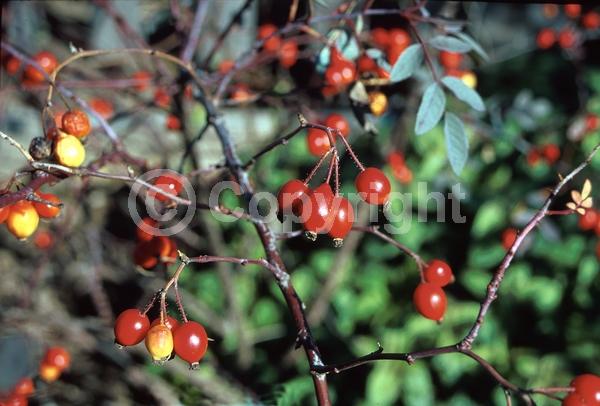 Pink blooms; Deciduous; Broadleaf
