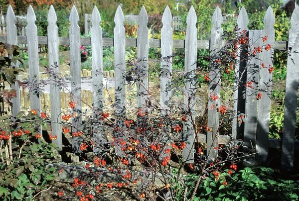 Pink blooms; Deciduous; Broadleaf