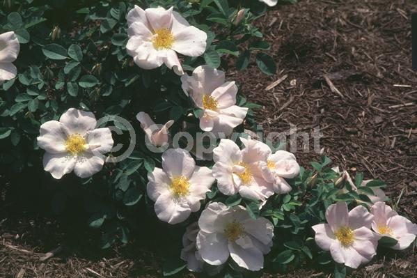Pink blooms; Deciduous