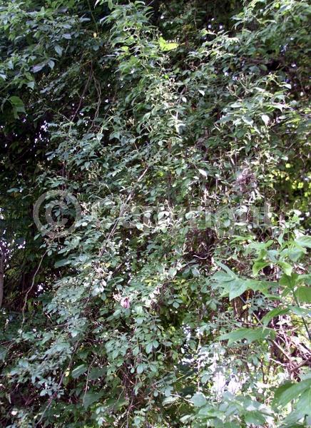 White blooms; Deciduous
