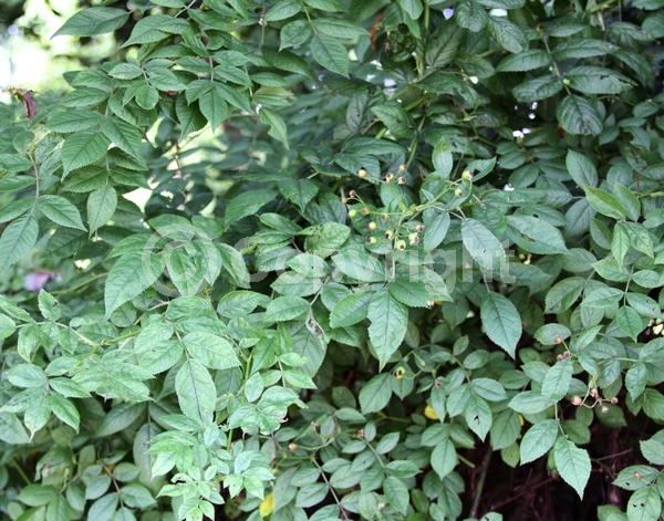 White blooms; Deciduous