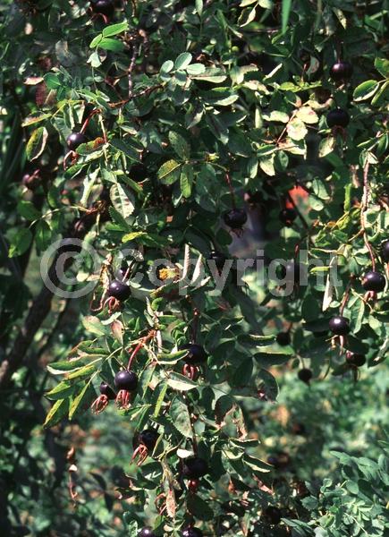 Yellow blooms; White blooms; Deciduous; Broadleaf