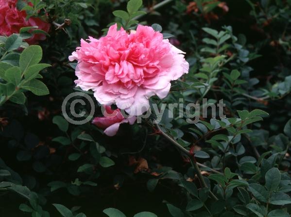 Pink blooms; Deciduous
