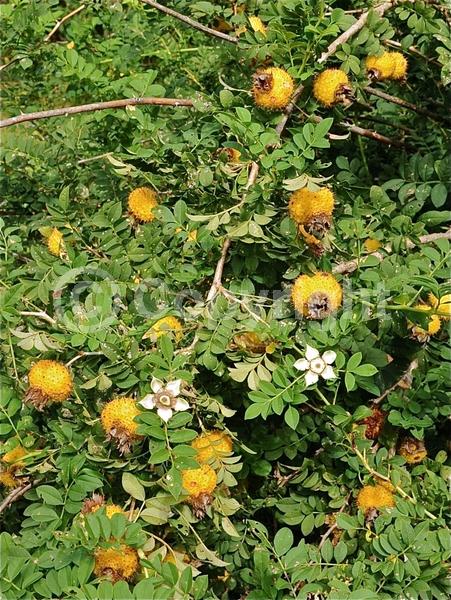Pink blooms; Deciduous