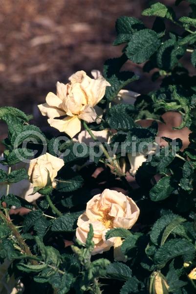 Yellow blooms; Deciduous; Broadleaf