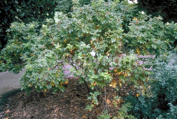 White blooms; Deciduous; Broadleaf