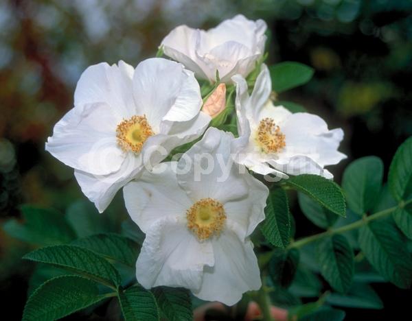 White blooms; Deciduous; Broadleaf