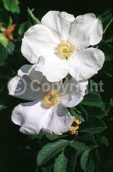 White blooms; Deciduous; Broadleaf
