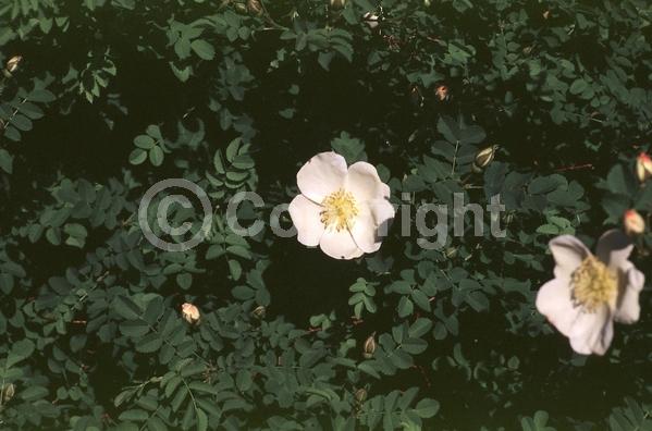 White blooms; Deciduous; Broadleaf